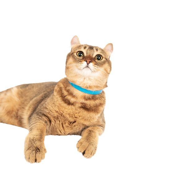 Cat collar, blue Image NaN