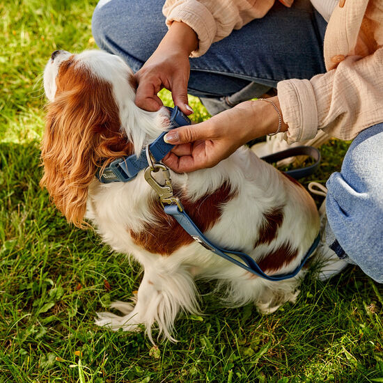 Laisse en silicone, Bleu coronet Image NaN