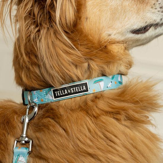 Adjustable Dog Collar Image NaN