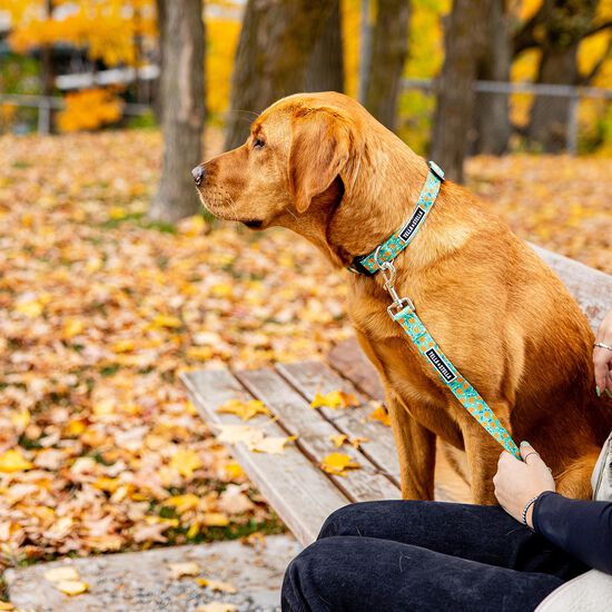 Laisse « Ollie Orange » pour chien Image NaN