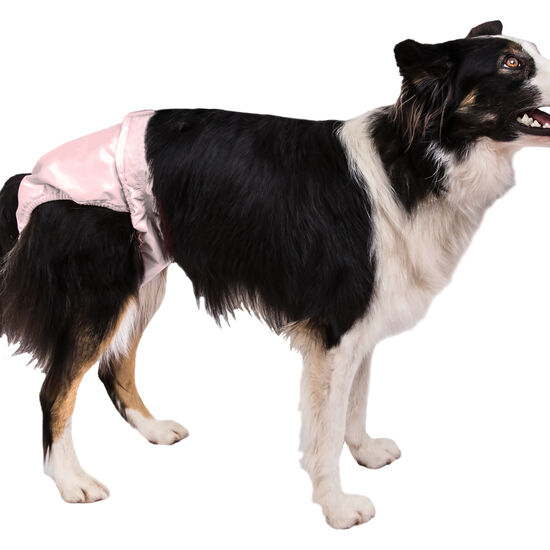 PoochPants™ Diaper for Dogs, M Image NaN