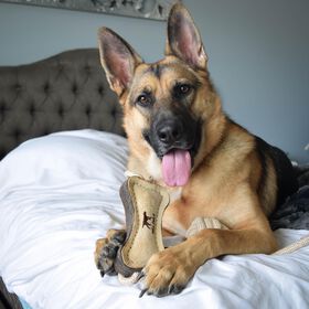 Jouet os en cuir naturel pour chiens