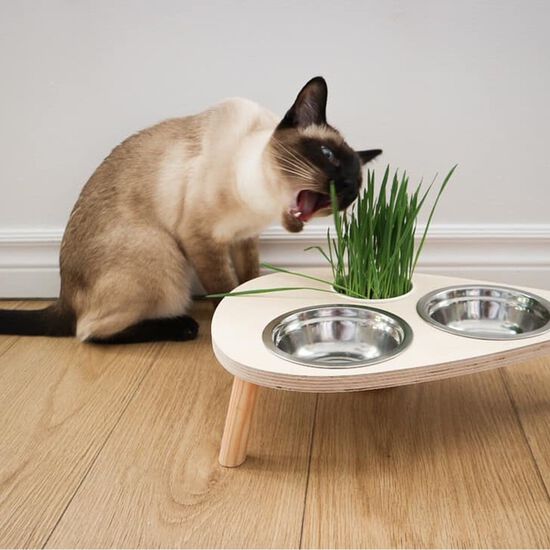 Fresh cat grass Image NaN