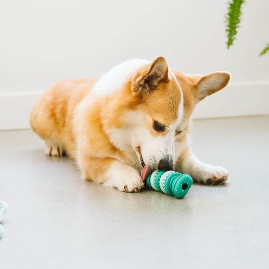 Jouet dentaire rotatif pour chiens Image NaN