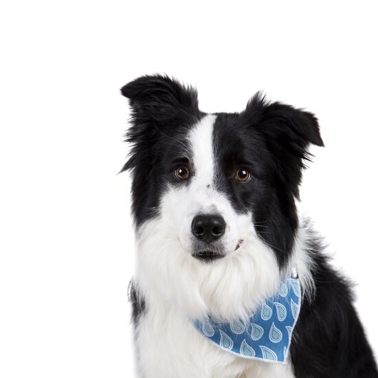 Bandana en coton pour chiens et chats Image NaN