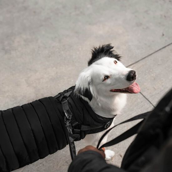 Harness Puffer for Dogs Image NaN