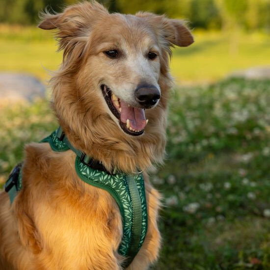 Harnais réglable pour chiens Image NaN