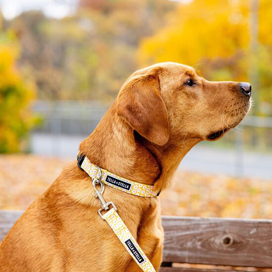 Laisse &laquo; Florence &raquo; pour chien Image NaN