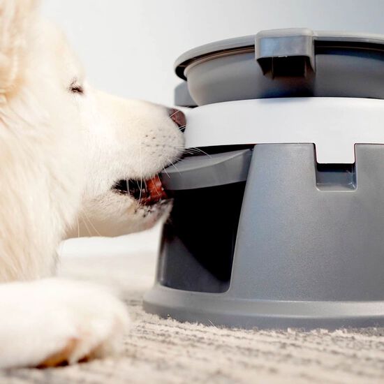 Bol interactif Intellidog Image NaN