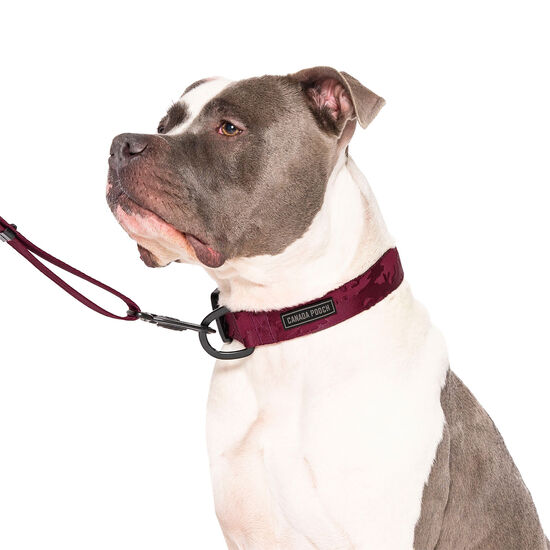 Collier utilitaire pour chiens Image NaN