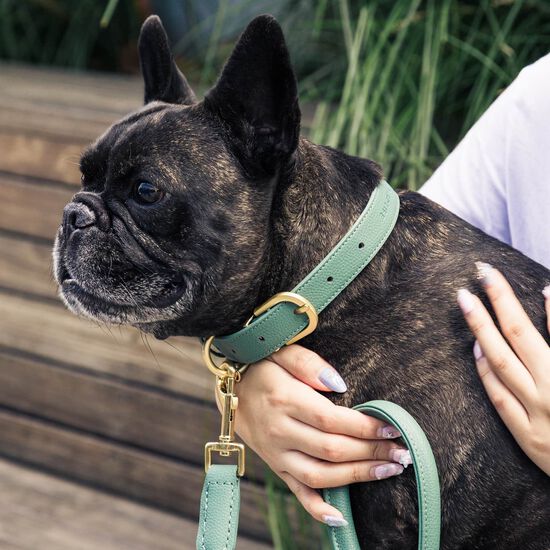 Collier FuzzYard Life Atelier pour chiens, vert myrte Image NaN