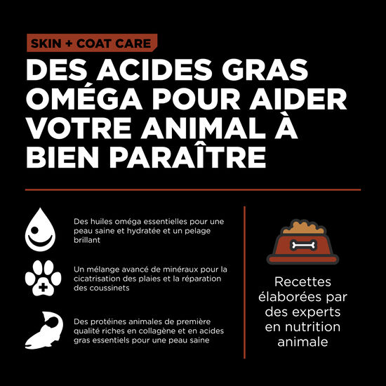 Recette « Skin + Coat Care » au saumon pour chiens adultes de grande race, 11,34 kg Image NaN
