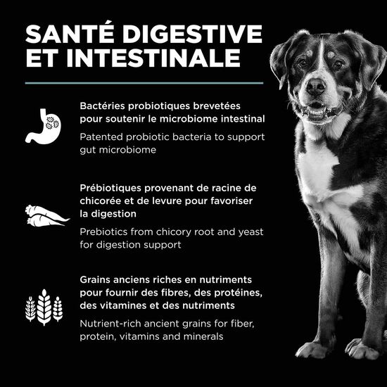 Nourriture sèche au poulet avec grains Digestion + Gut Health pour chiens Image NaN