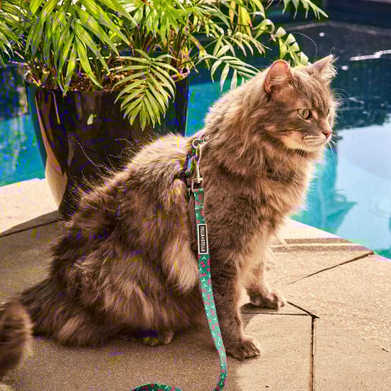 Cherry Smash Adjustable Cat Collar Image NaN