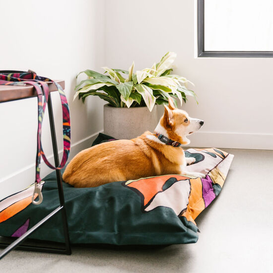 Collier en silicone Calypso pour chiens Image NaN