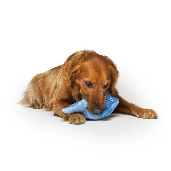 Freeze and Chill Cooling Pal Toy, Blue Dolphin Image NaN