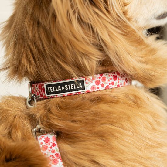 Collier r&eacute;glable pour chiens Image NaN