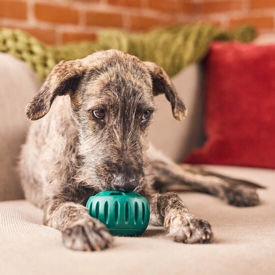 Jouet Pupsicle pour chiens, grand Image NaN