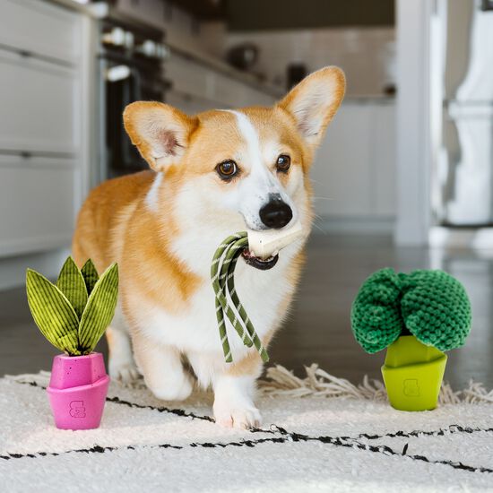 Jouet &agrave; m&acirc;cher brocoli pour chiens Image NaN