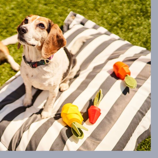 Collier en silicone Calypso pour chiens Image NaN