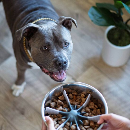 Insert pour gamelle avec ventouse Image NaN