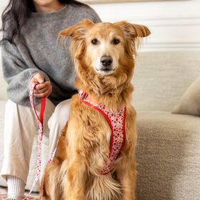 Sturdy Harness with Handle for Dogs