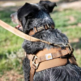 Harnais d'entra&icirc;nement nylon Duck pour chiens
