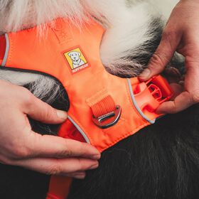 Front Range Dog Harness