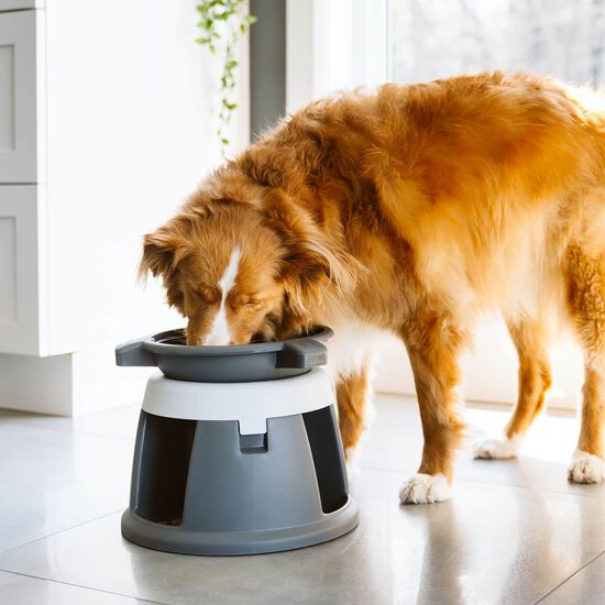 Bol interactif Intellidog Image NaN