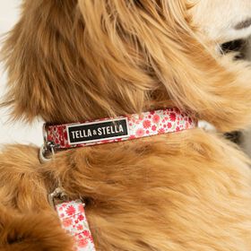 Adjustable Dog Collar