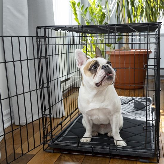 Orthopedic and Reversible Cage Bed, M Image NaN