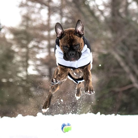 Manteau elasto-fit matelass&eacute; Diamand pour chiens Image NaN