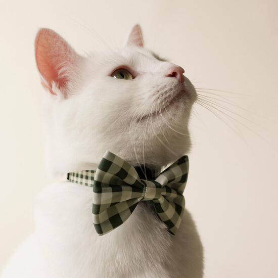 Collier carreaux vert pour chats Image NaN