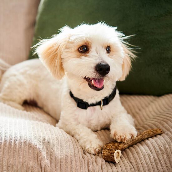 Split Antler Chew for Dogs, Medium Image NaN