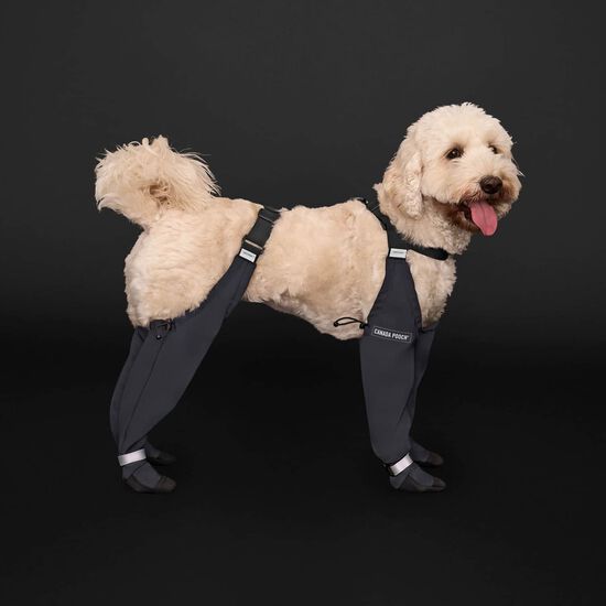 Reflective Suspender Boots for Dogs Image NaN