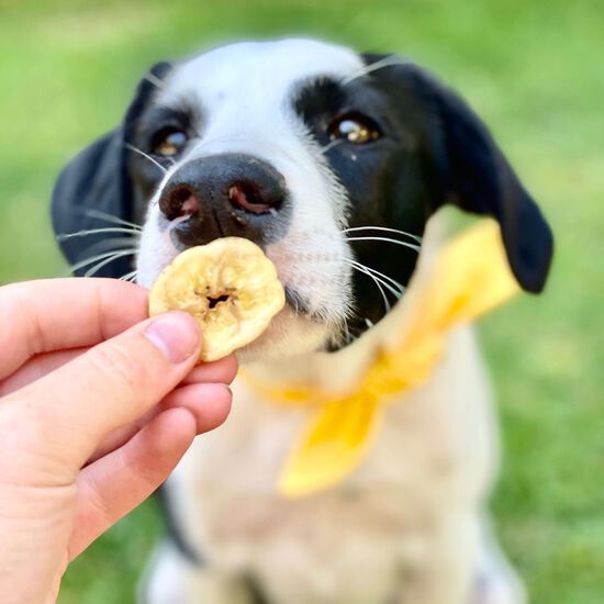 Chips à la banane entièrement naturelles pour chiens Image NaN