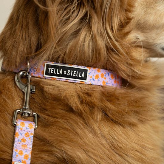 Adjustable Dog Collar Image NaN