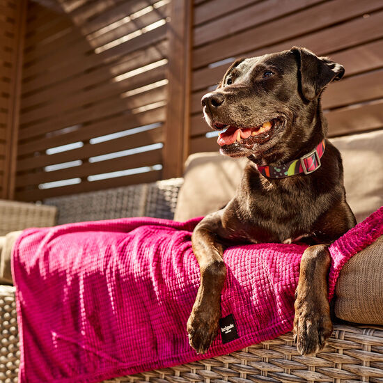Collier en silicone Calypso pour chiens Image NaN