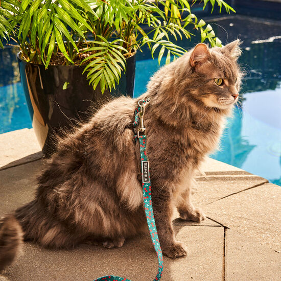 Laisse « Smash de cerises » pour chat Image NaN