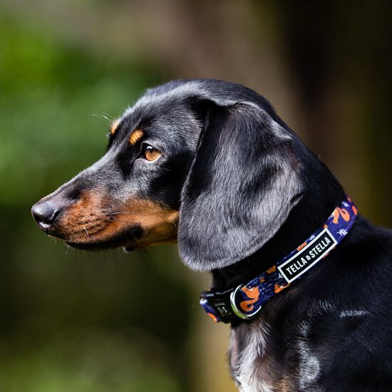 Hiking Rodent Adjustable Dog Collar, S Image NaN