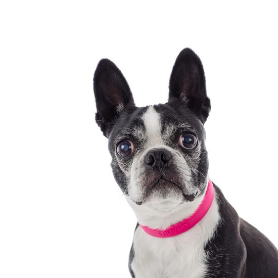 Collier ajustable pour chien, P Image NaN