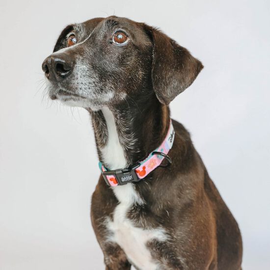 Disney's Rainbow Frenzy Walkie Pack for Dogs Image NaN