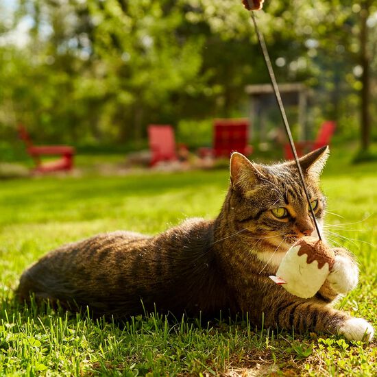 Agace-chat guimauve grill&eacute;e Image NaN