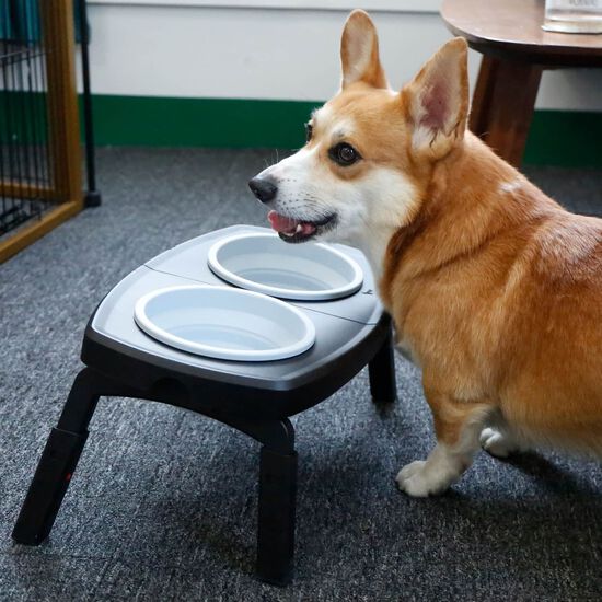 Portable Collapsible Double Feeder for Dogs Image NaN