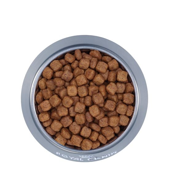 Dachshund Adult Dry Dog Food Image NaN