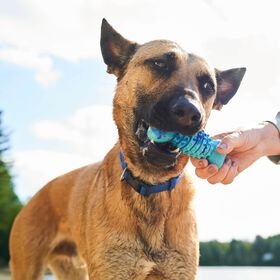 Os stimulateur de sens Spike pour chiens