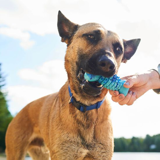 Os stimulateur de sens Spike pour chiens Image NaN