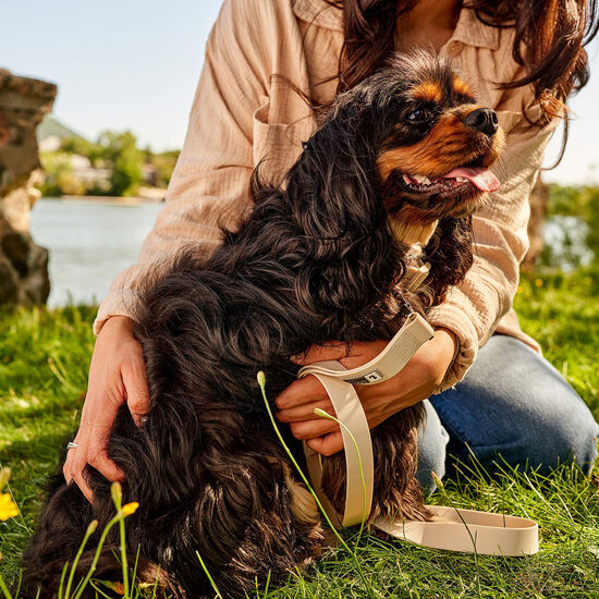 Silicone Collar for Dogs, Beige Image NaN