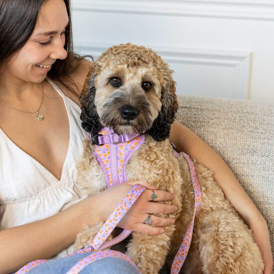 Harnais r&eacute;glable pour chiens Image NaN