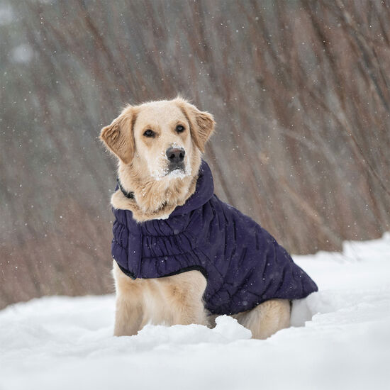 Cloud Parka for Dogs Image NaN
